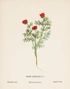Wild Flowers of the Holy Land: Adonis Aestivalis; Pheasant's eye (coloured engraving)