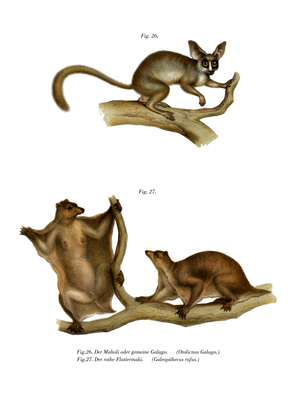 Galago, 1860 (colour litho)
