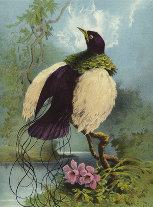 Plume Bird (chromolitho)