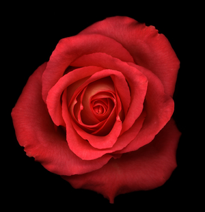 Kentucky Derby rose (photo)