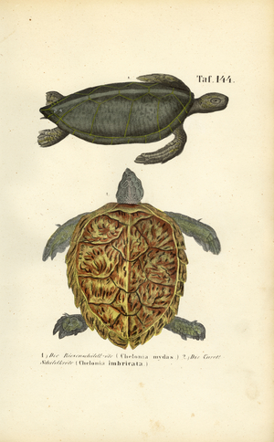 Sea Turtles: Green Sea Turtle and Hawksbill Sea Turtle, 1850 (lithography)