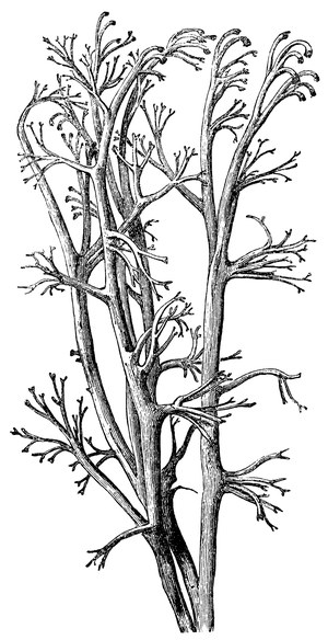 reindeer lichen