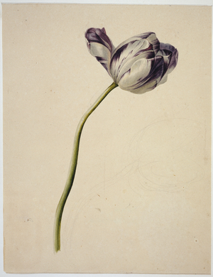 Tulipa cultivar