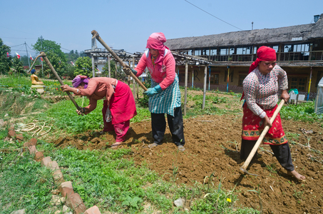 Three women workers hoeing field on Nepali biodynamic farm, Kahare, Chalnakhel, Kathmandu Valley, Nepal (photo)