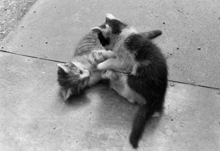 Cats playing with each other, Germany 1930s (b/w photo)