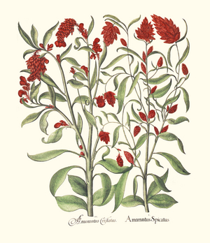 Amaranth Species (print)