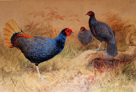 Rufous-tailed Pheasant (Euplocamus erythrophthalmus), 1852-54 (w/c on paper)