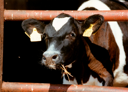 Livestock farming, 2000 (photo)