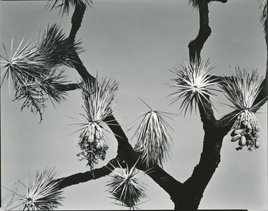 Joshua Tree, California, 1942 (silver gelatin print)