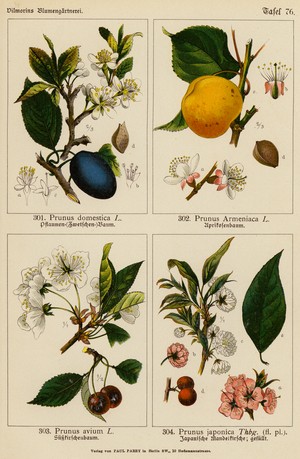 Prunus Domestica, Prunus Armeniaca, Prunus Avium, Prunus Japonica (colour litho)