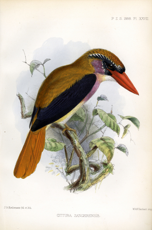 Red-billed Dwarf Kingfisher (print)