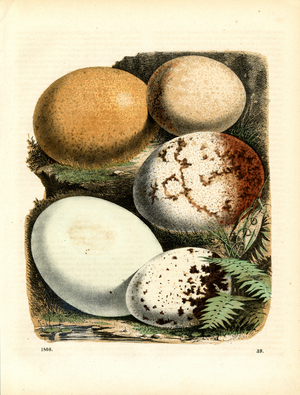 Various Bird Eggs (hand-coloured engraving)