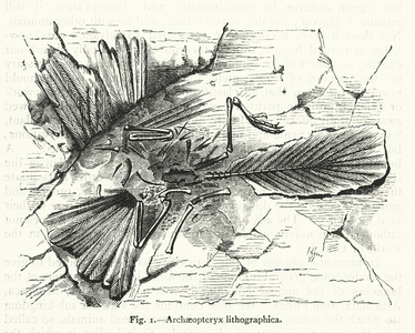 Archaeopteryx lithographica (engraving)