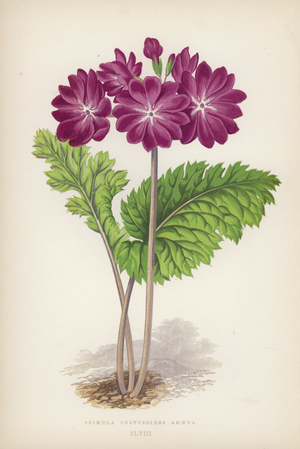 Primula Cortusoides Amoena (colour litho)