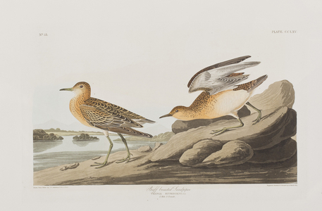 Illustration from 'Birds of America', 1827-38 (hand-coloured engraving & aquatint)