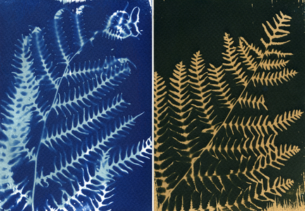 Bracken, 2013 (cyanotype)