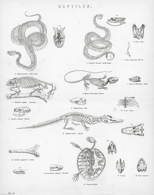 Reptiles (engraving)