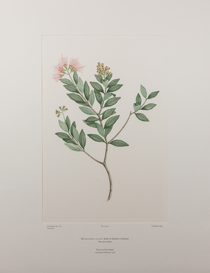 Metrosideros fulgens (Myrtaceae)  - Plate 447, Banks' Florilegium, c.1771-84 (copperplate engraving on paper)