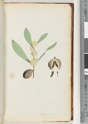 Page 37. Conchium nervosum (w/c)