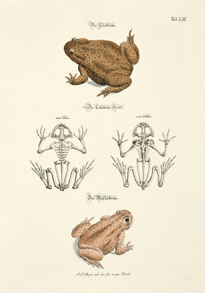 Common Toad and Water Toad with Skeletons, 1748 (hand-coloured copper engraving)