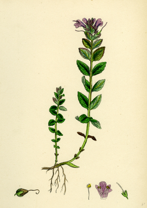 Bartsia Alpina Alpine Bartsia