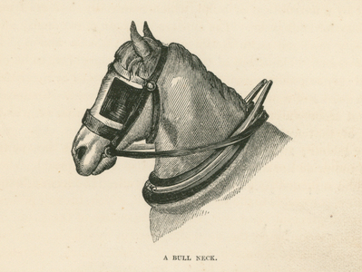 A Bull Neck (engraving)