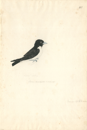 Artamus leucorhynchus