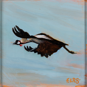 crested crane in flight, oil on linen, 2020
