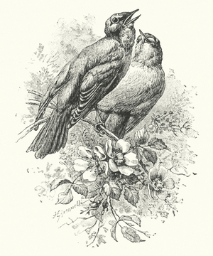 Birds Singing (engraving)