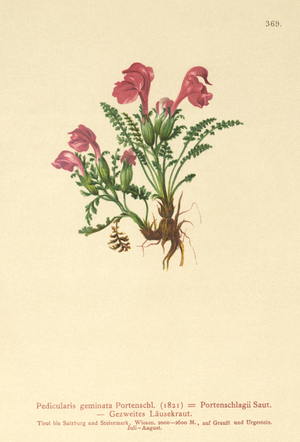 Lousewort (Pedicularis geminata, Pedicularis Portenschlagii, Pedicularis pumila) (colour litho)