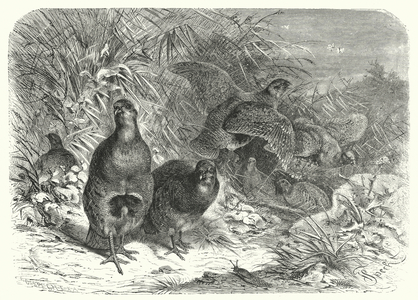 The partridge (engraving)
