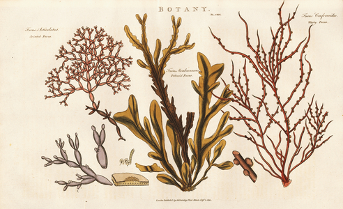 Various Seaweed Species of the Genus Fucus, 1813 (engraving)