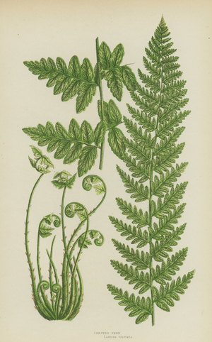 Crested Fern (colour litho)