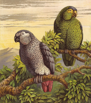 Parrots (colour litho)