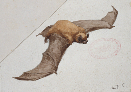Nyctalus noctula, common noctule, from a collection of pencil sketches and watercolour drawings of British mammals c.1890-1910 (w/c on paper)