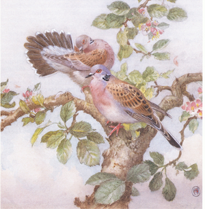 Turtle Doves (colour litho)