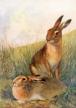 Hares in the meadow (colour litho)