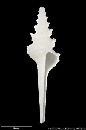 Columbarium distephanotis, 1891 (shell)