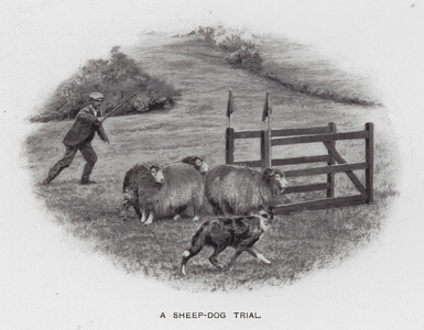 The sheep-dog trial (b/w photo)