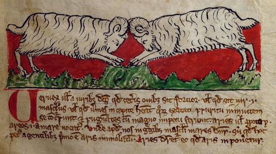 CCA-LitMs/D/10 fol. 8r Wether, from Bestiary (imperfect), early 14th century (parchment)