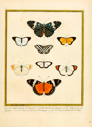 Butterflies from Surinam, Cayenne and St. Domingo (print)