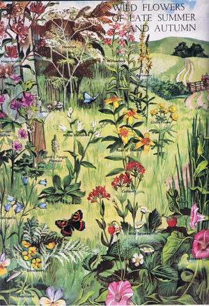 Wild flowers of late summer and autumn, illustration from The Children's Nature Book published by Odhams, 1958 (colour litho)