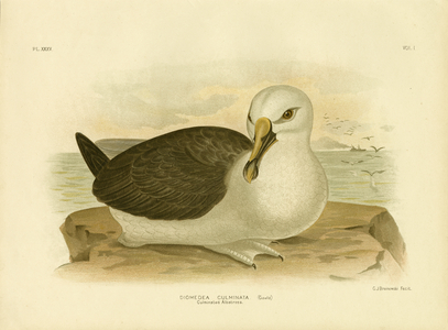 Culminated Albatross, 1891 (colour litho)