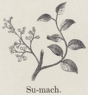 Sumach (engraving)