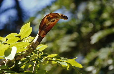 Cobra, India (photo)