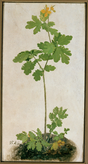 Greater celandine (watercolour, tempera and brush on parchment mounted on cardboard)