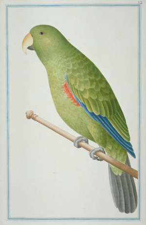 Eclectus roratus