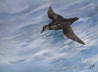 Sooty Shearwater (litho)