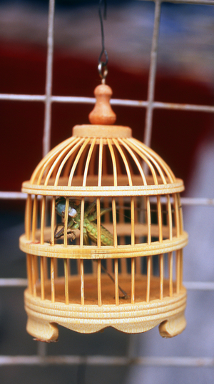 China: Caged grasshopper, Beiyuanmen, the 'Islamic Walking Street', Xi'an, Shaanxi Province
