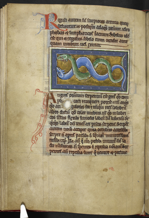 Royal MS 12 C XIX, f.63v Anguis, from 'Bestiary', c.1200-10 (ink, colour & gold on vellum)